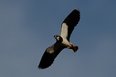 David Plant Photography - Wildlife Photography - Lapwing - K